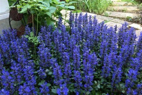 室外耐陰植物|日陰で育てられるおすすめの植物 34種類！